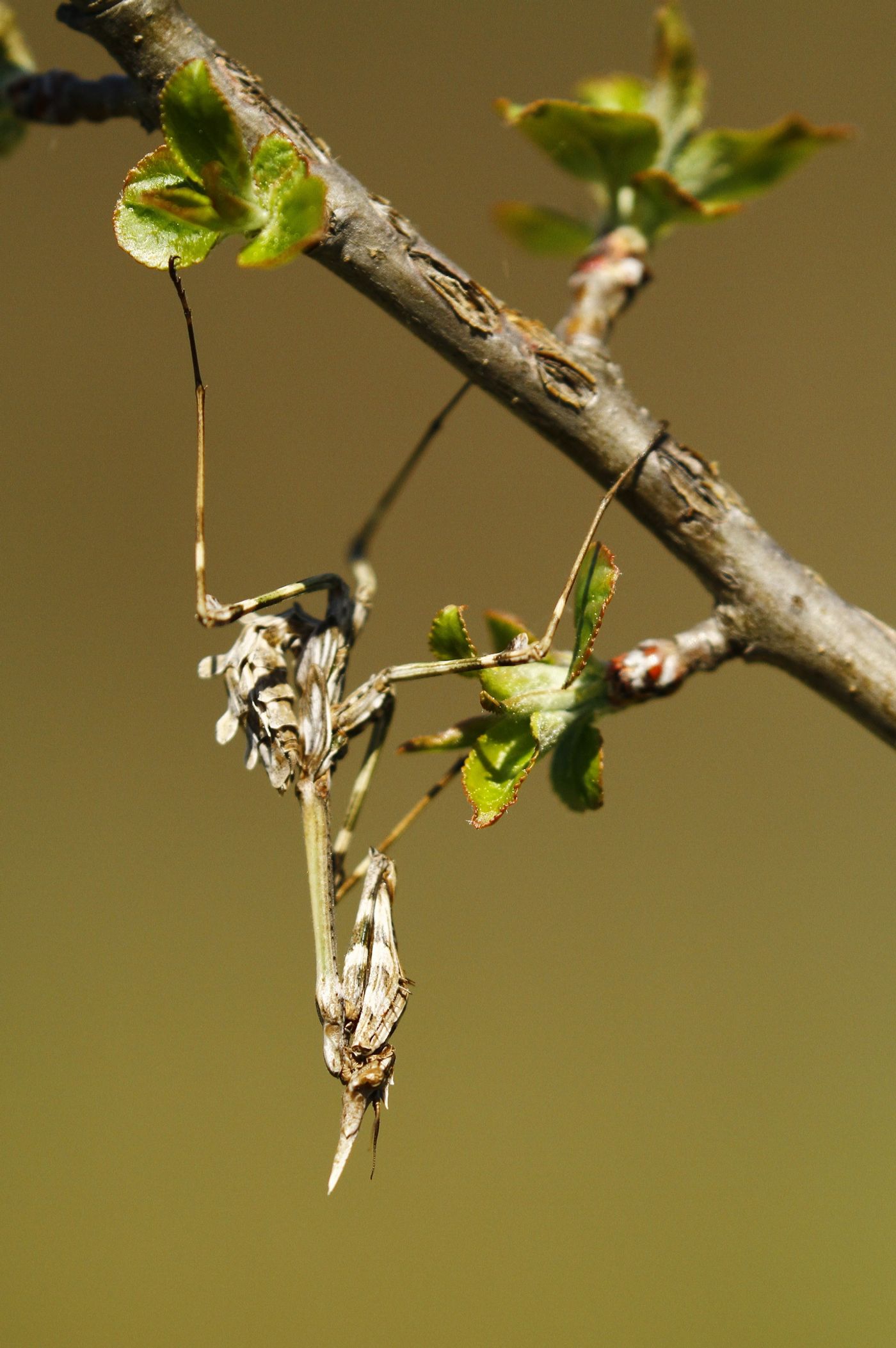 Een bidsprinkhaan hangt gecamoufleerd te wachten op wat lekkers. © Johannes Jansen