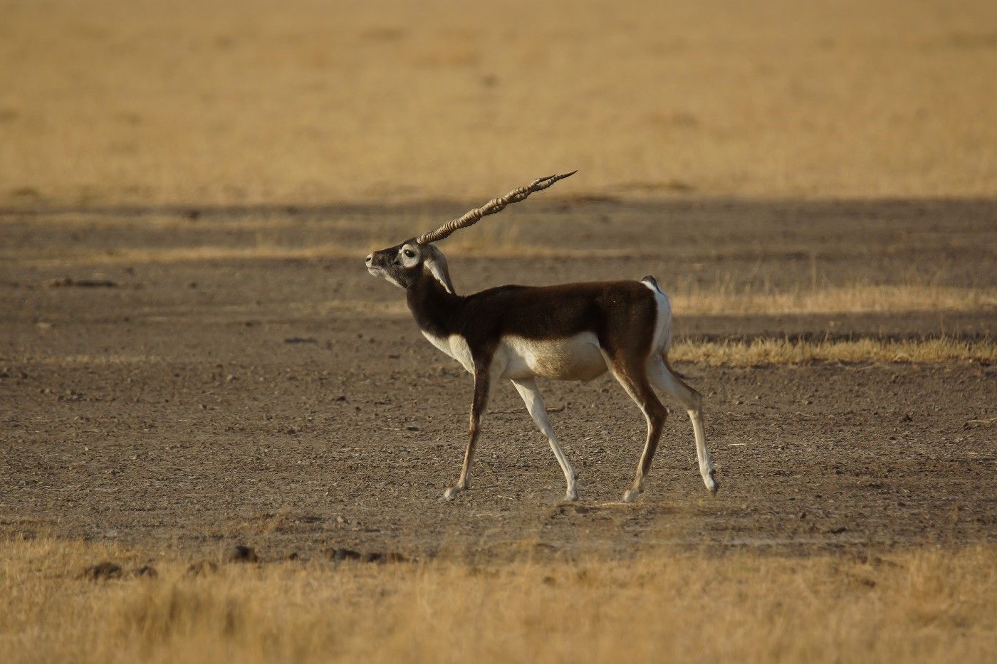 Blackbucks zijn erg schaars maar we hopen ze tegen te komen. © Janco van Gelderen