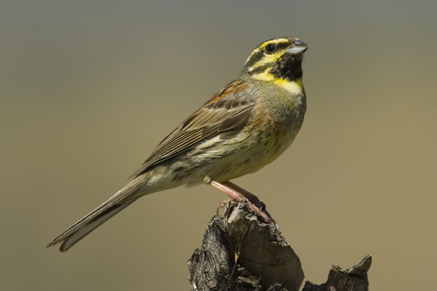 Als mediterrane tegenhanger van onze geelgors, hoor je vaak het trillertje van deze soort, de cirlgors. © Patrick Keirsebilck 