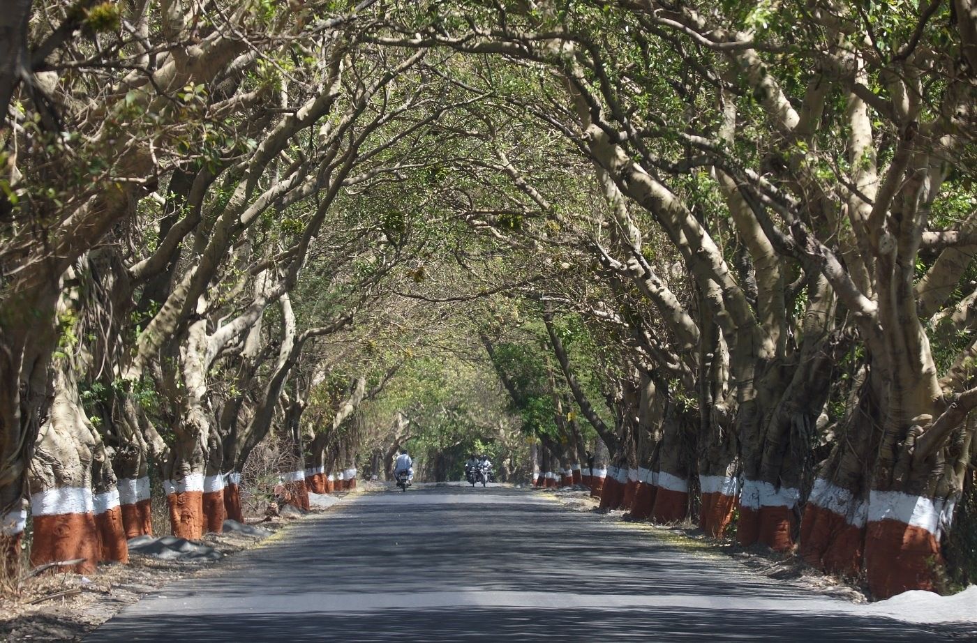 Een weg doorheen het bos te Bandhavgar. © Janco van Gelderen