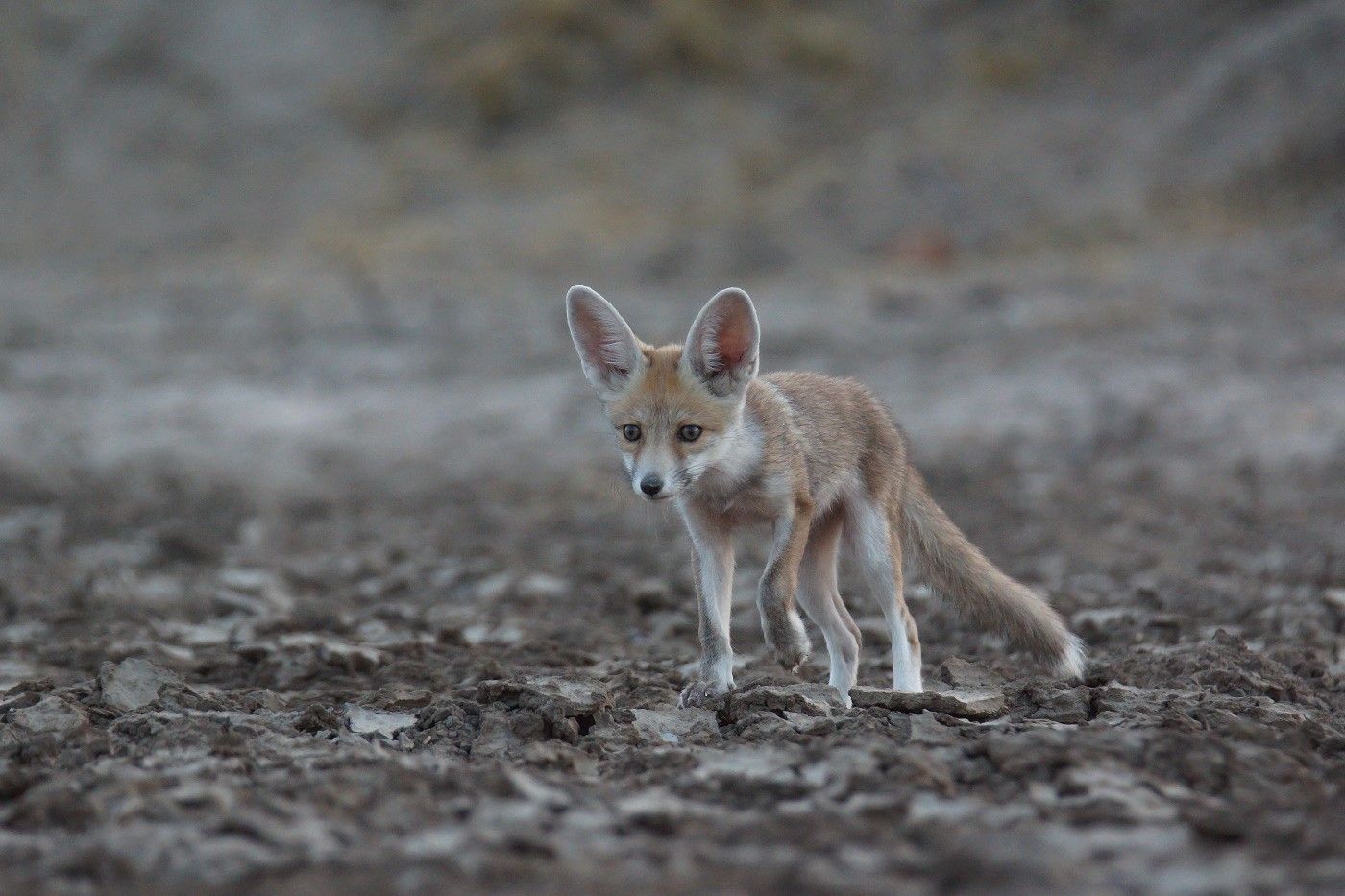 Een desert fox vanuit een laag standpunt. © Janco van Gelderen
