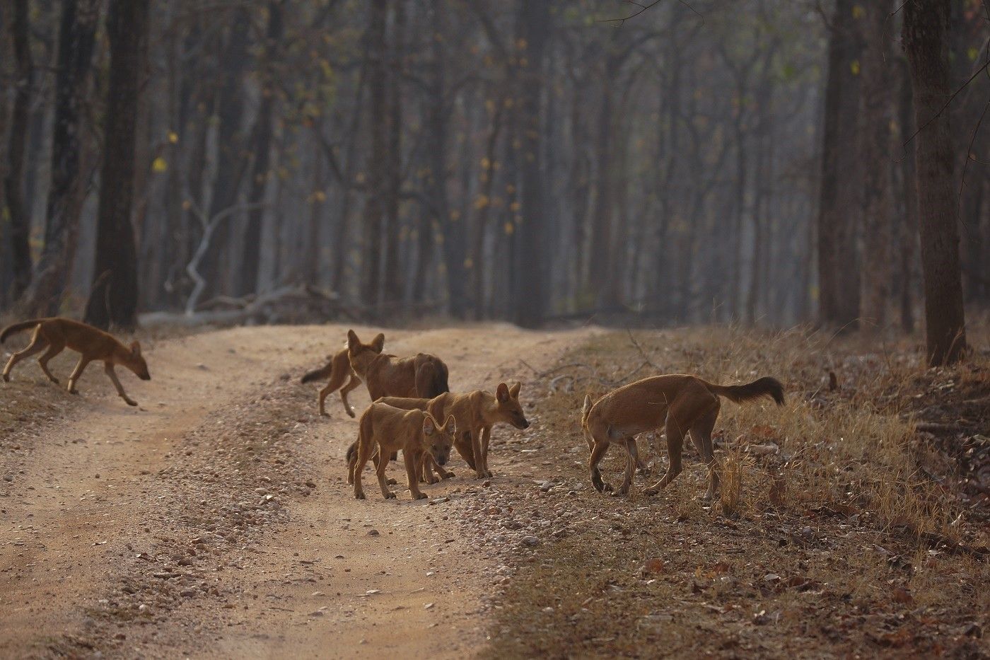 Enkele Aziatische wilde honden steken de baan over. © Janco van Gelderen