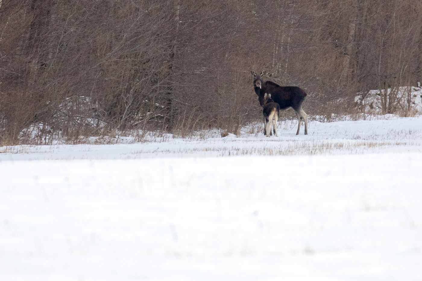 Een eland met jong die 's morgens ons pad kruisen. © Johannes Jansen