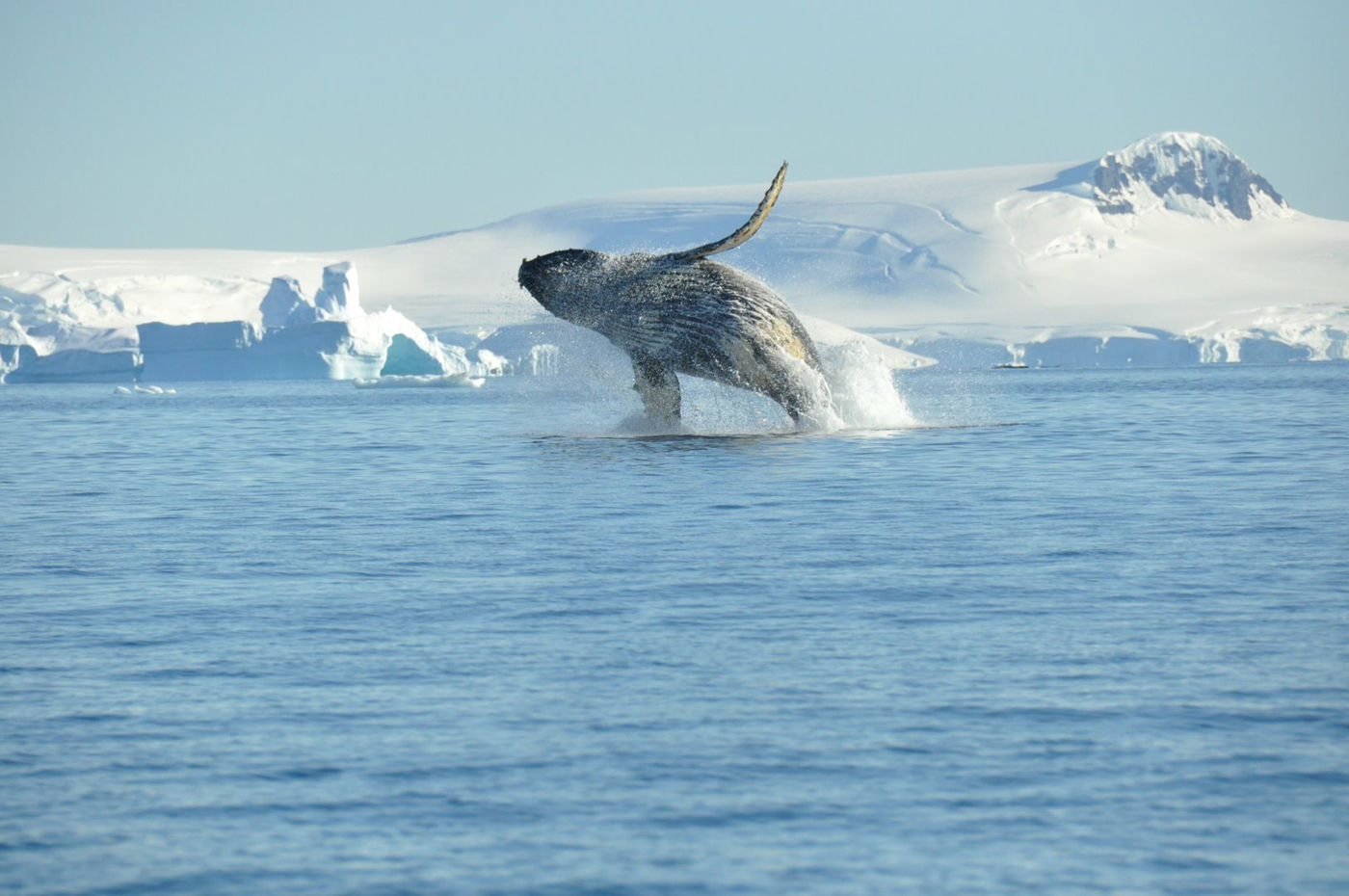 Une humpback whale devant la péninsule Antarctique. © Oceanwide Expeditions