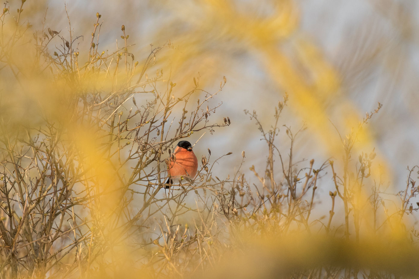 Een noordse goudvink houdt ons in de gaten. © Johannes Jansen