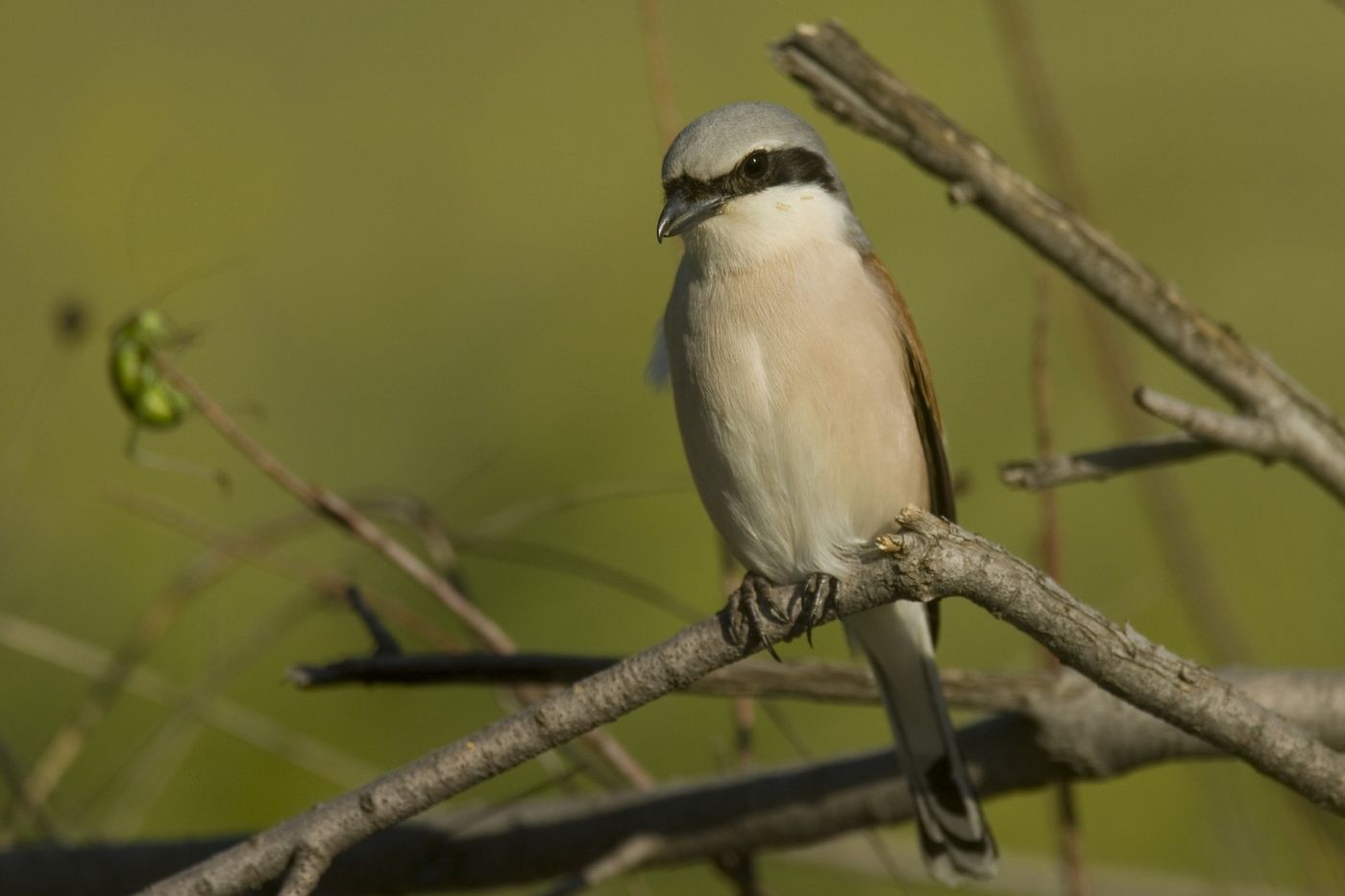 Een mannetje grauwe klauwier in zit, zoekend naar prooi. © Patrick Keirsebilck 