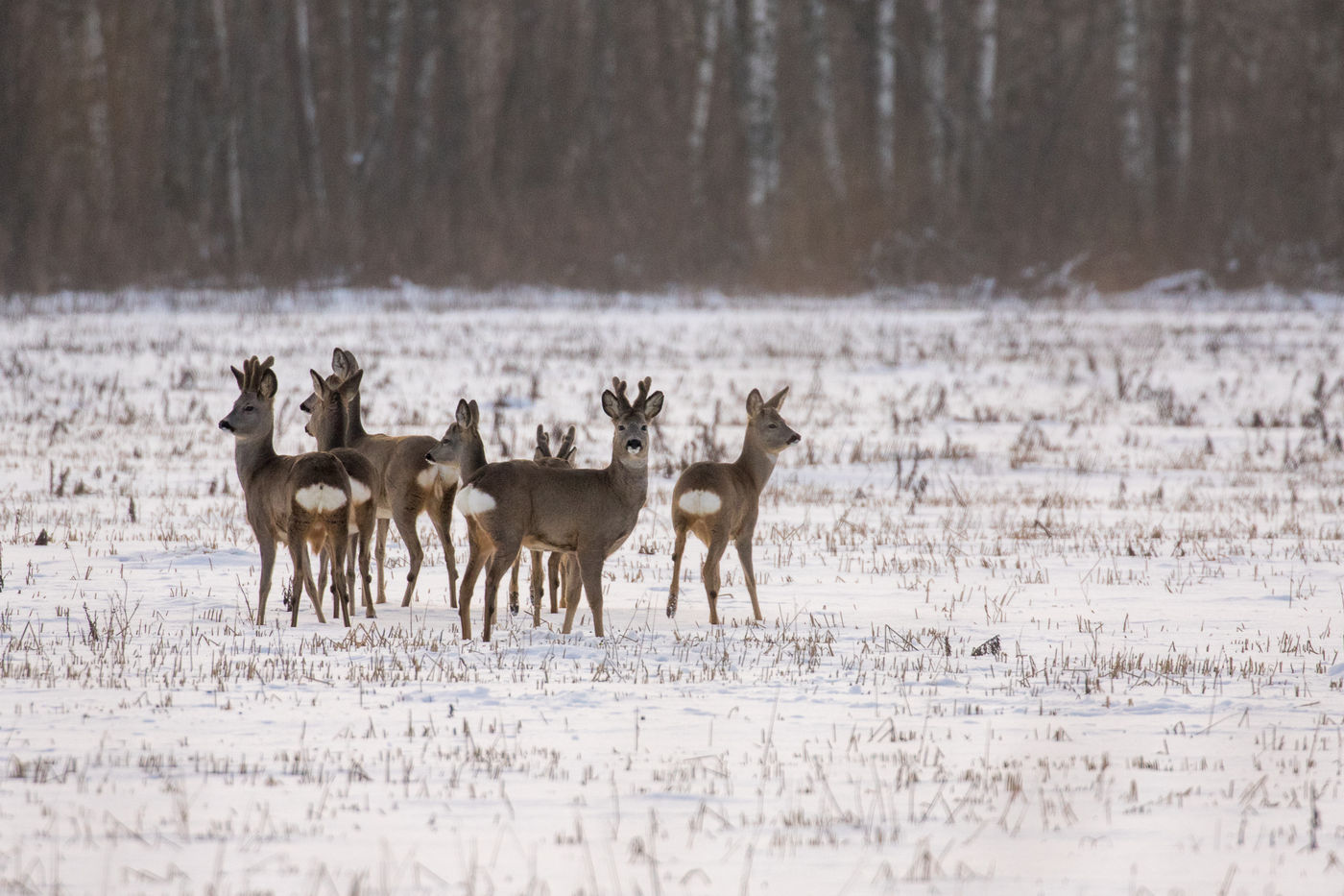 Petit groupe de chevreuils dans la neige © Johannes Jansen