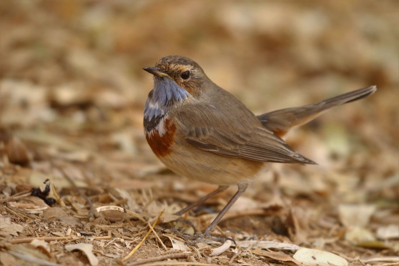 De nombreuses gorgebleues à miroir hivernent dans le sud du Néguev © Noé Terorde