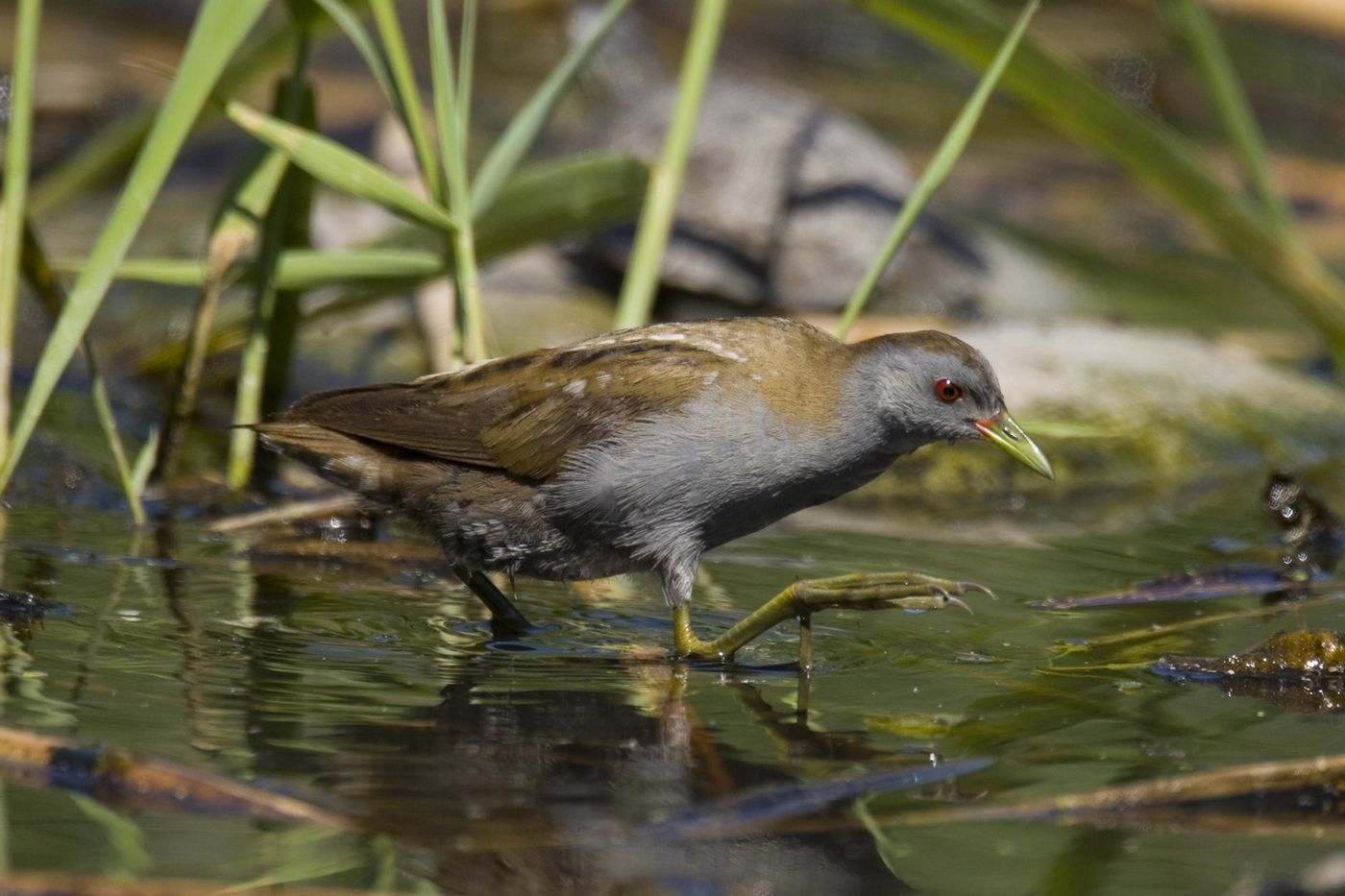 Een mannelijke kleine waterhoen waadt door een sloot. © Patrick Keirsebilck 