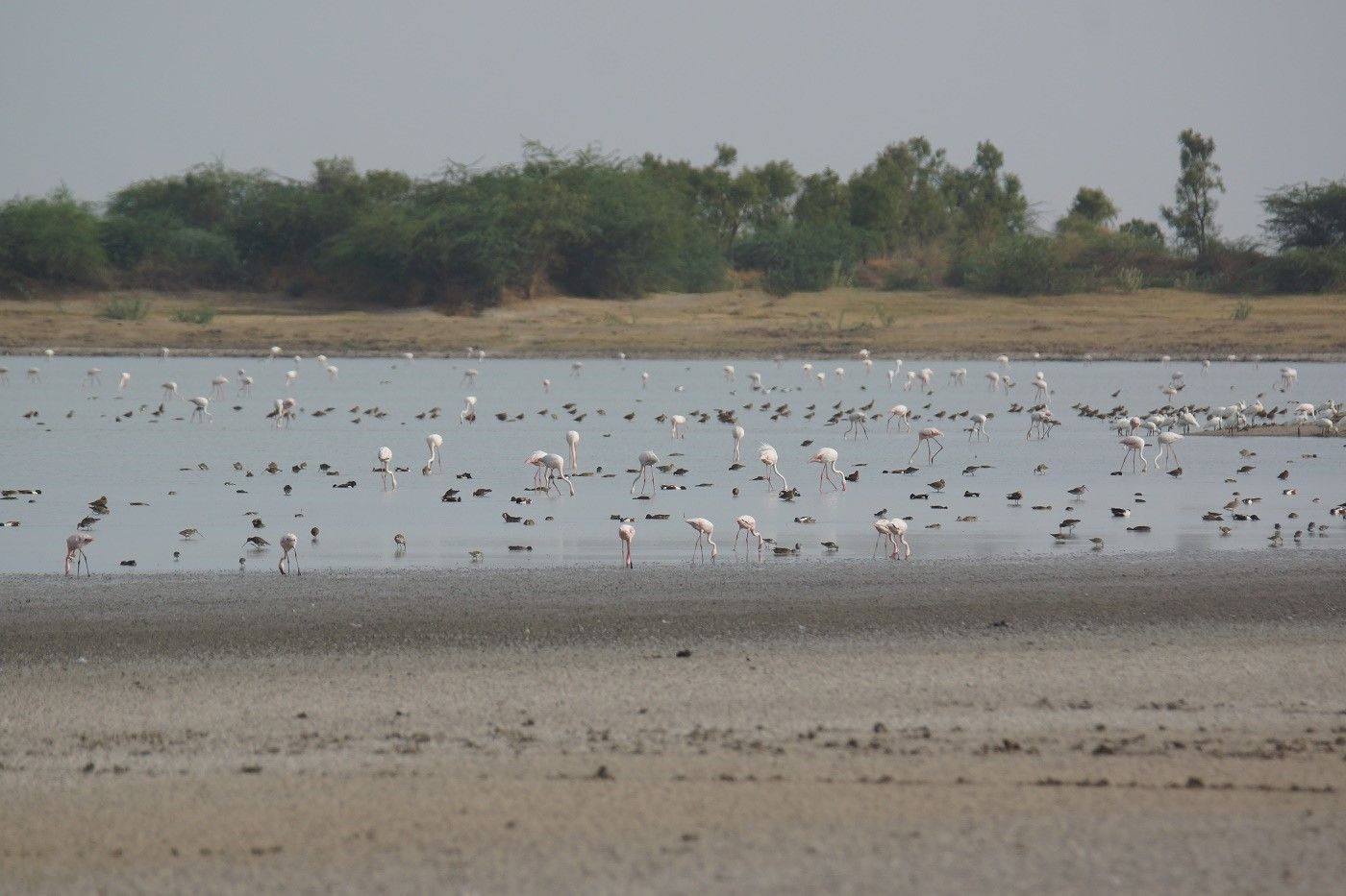 Een bezoek aan de kutch is steeds een overload aan vogels. © Janco van Gelderen