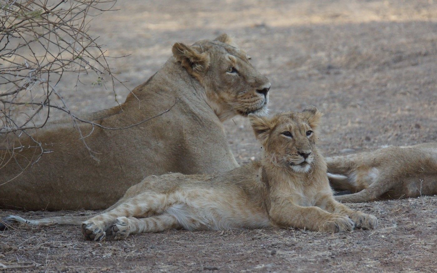 Enkele halfwas leeuwen bij de moeder. © Janco van Gelderen