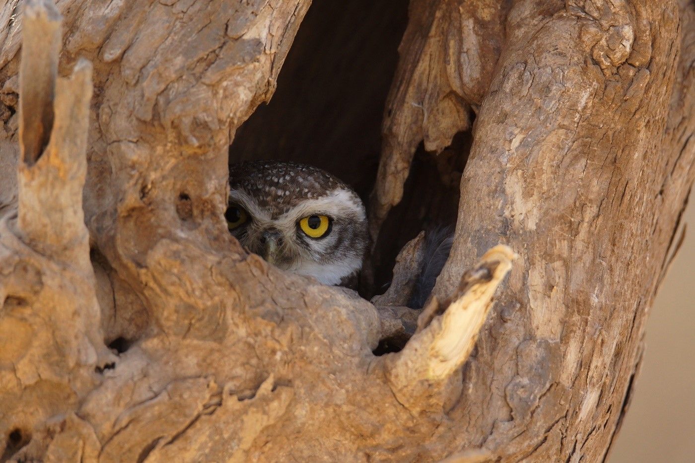 Een spotted owlet gluurt vanuit haar nestholletje. © Janco van Gelderen