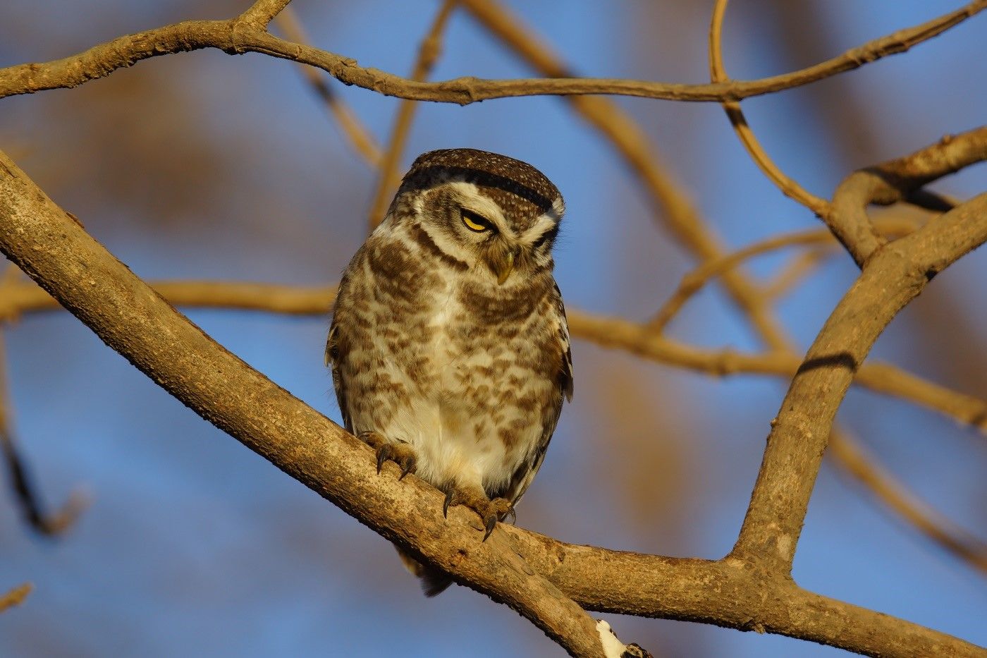 Een spotted owlet zit op de uitkijk voor wat lekkers. © Janco van Gelderen