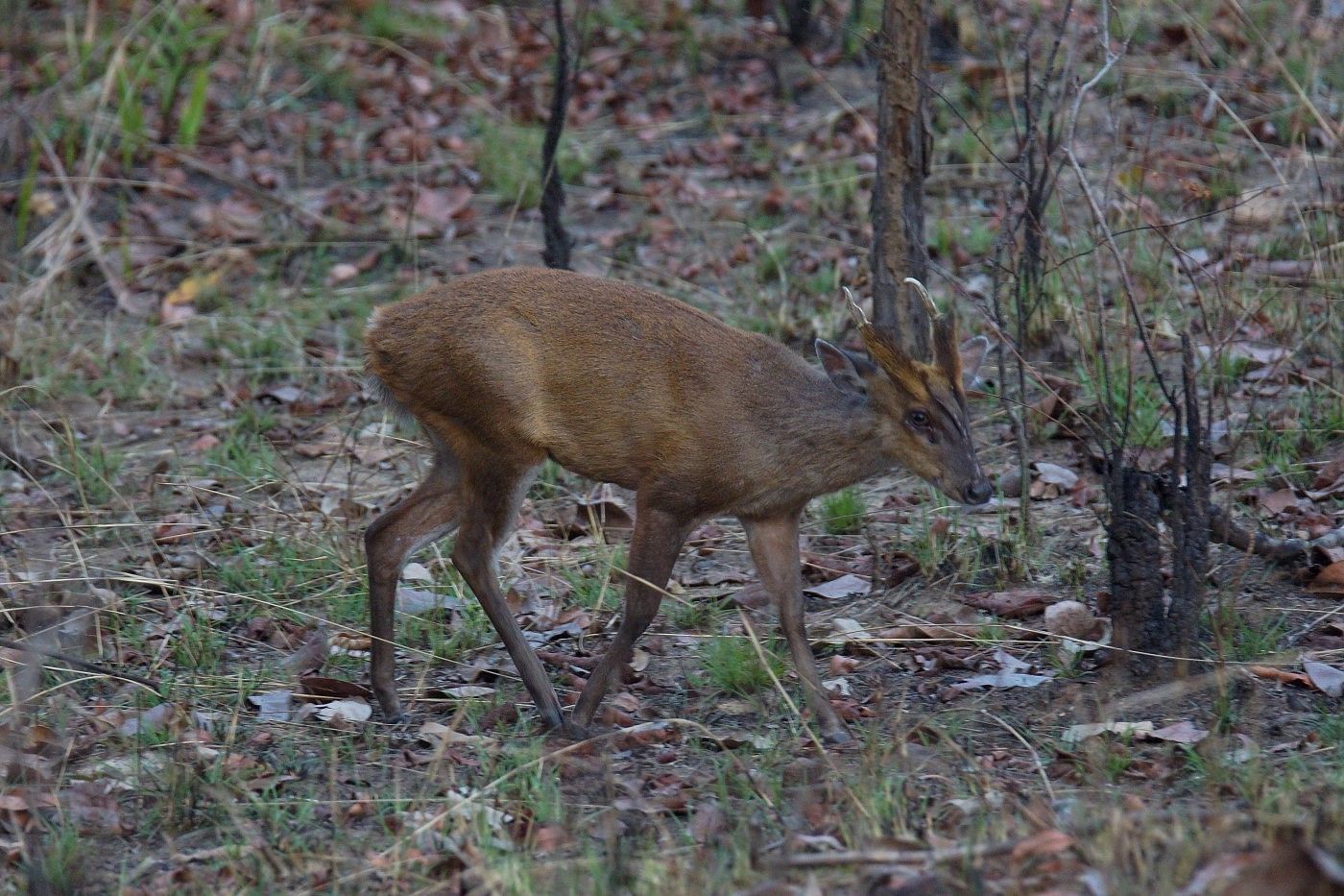 Misschien ken je de muntjac van bij ons, maar hier zijn ze echt inheems. © Janco van Gelderen