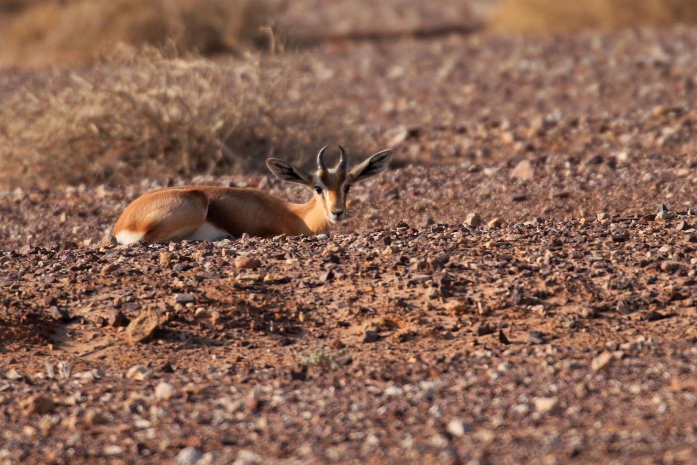 Les rare gazelles dorcas s'observent à plus basse altitude, dans les plaines désertiques © Noé Terorde