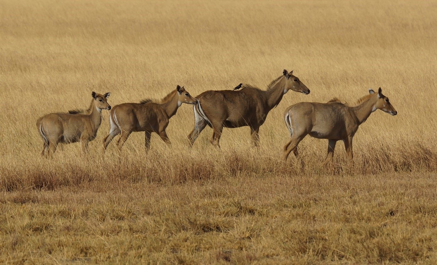 Enkele vrouwtjes nijlgau zwerven door de vegetatie. © Janco van Gelderen