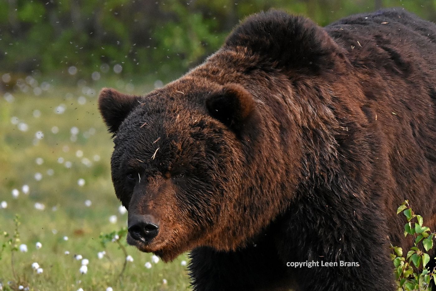 Oude beer met zwerm muggen rond zijn kop © Leen Brans