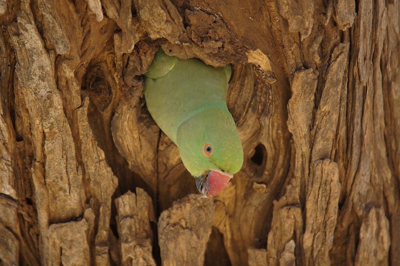 Een vrouwtje halsbandparkiet, deze keer in haar natuurlijke biotoop. © Janco van Gelderen