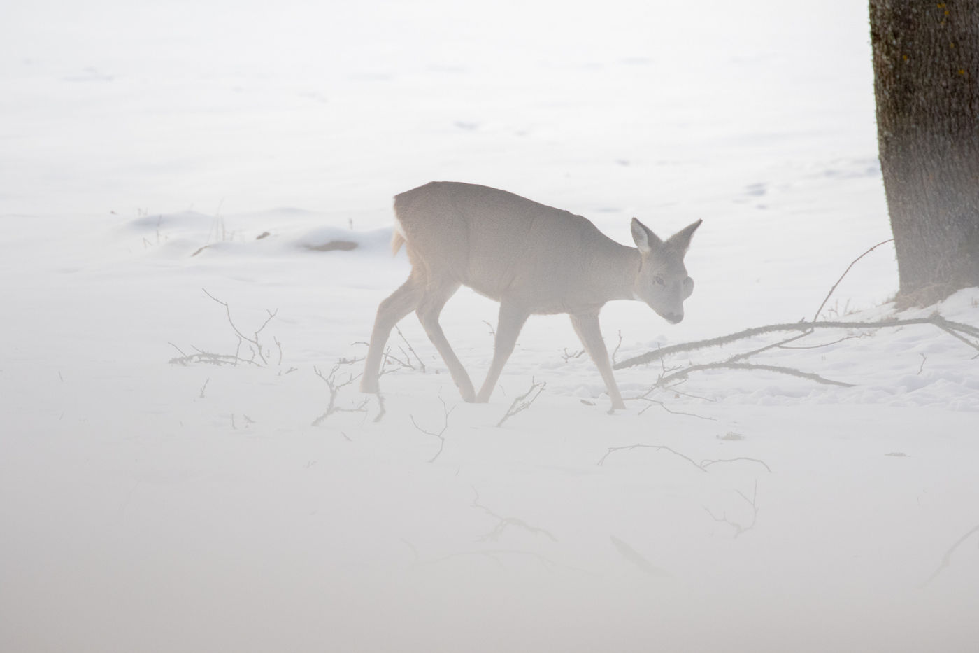 Een ree trotseert de sneeuw op zoek naar voedsel. © Johannes Jansen