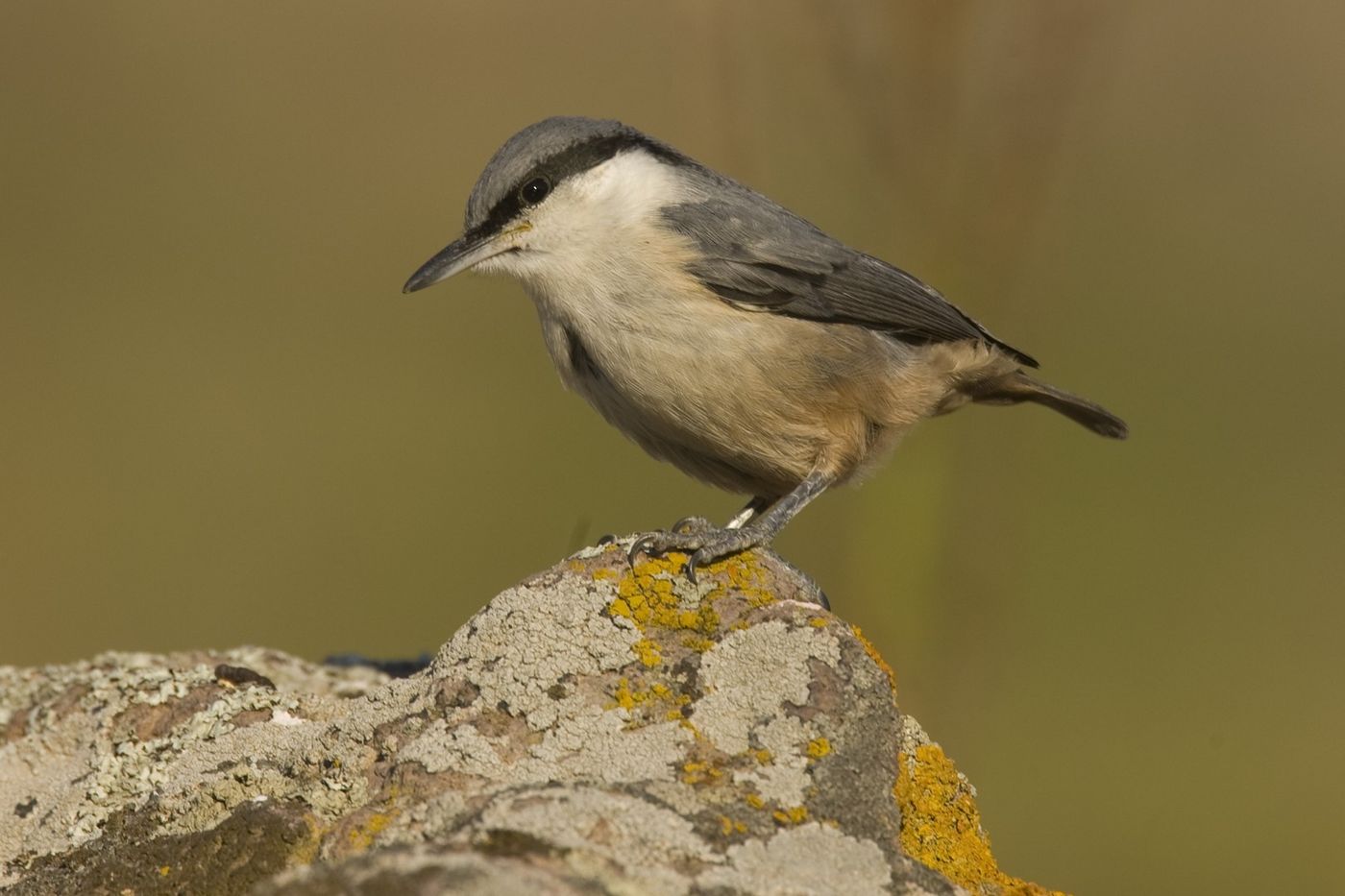 Rotsklevers zijn als het ware uit de kluiten gewassen boomklevers die zich aanpasten aan boomloze habitats. © Patrick Keirsebilck 