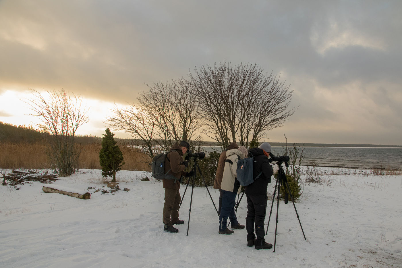 Seawatchen doen we bij goed licht met de hoogste kans op stellers eiders. © Johannes Jansen