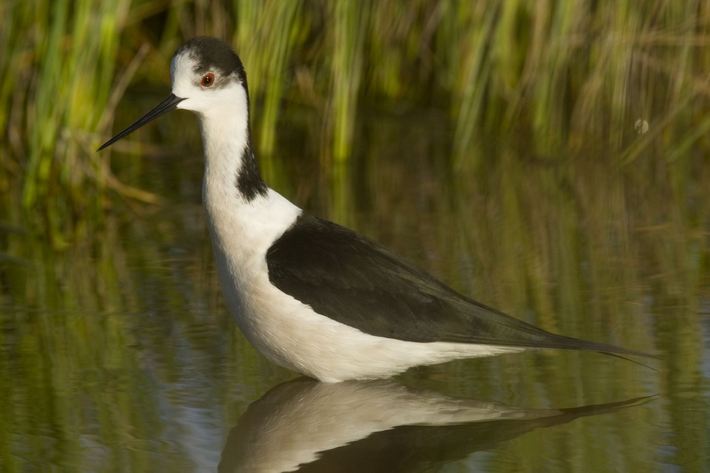 Een mannetje steltkluut herken je aan de zwarte kruin en achternek. © Patrick Keirsebilck 