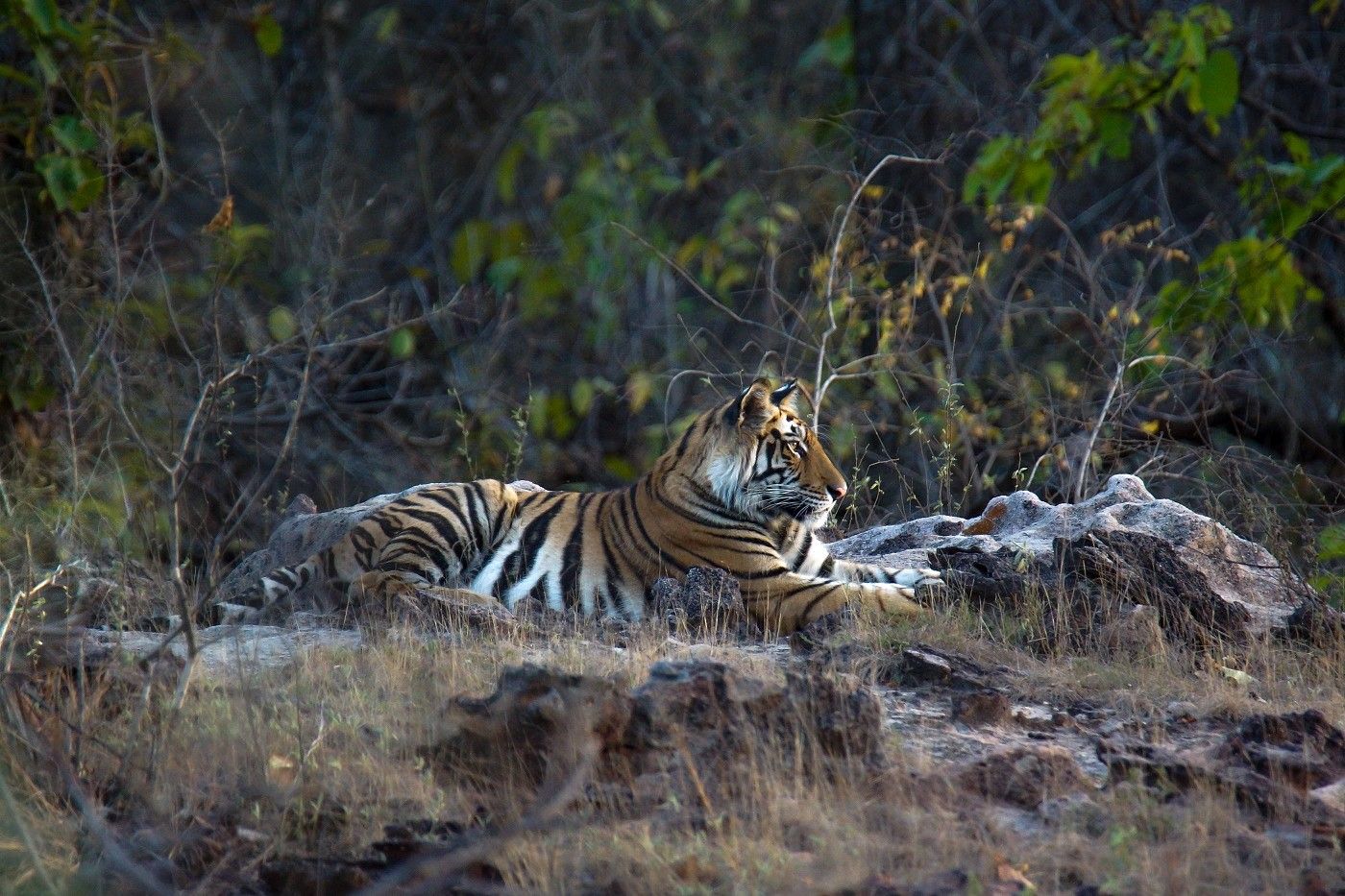 Tijdens onze laatste safari komen we een luierend mannetje tijger tegen in Bandhavgar. © Janco van Gelderen