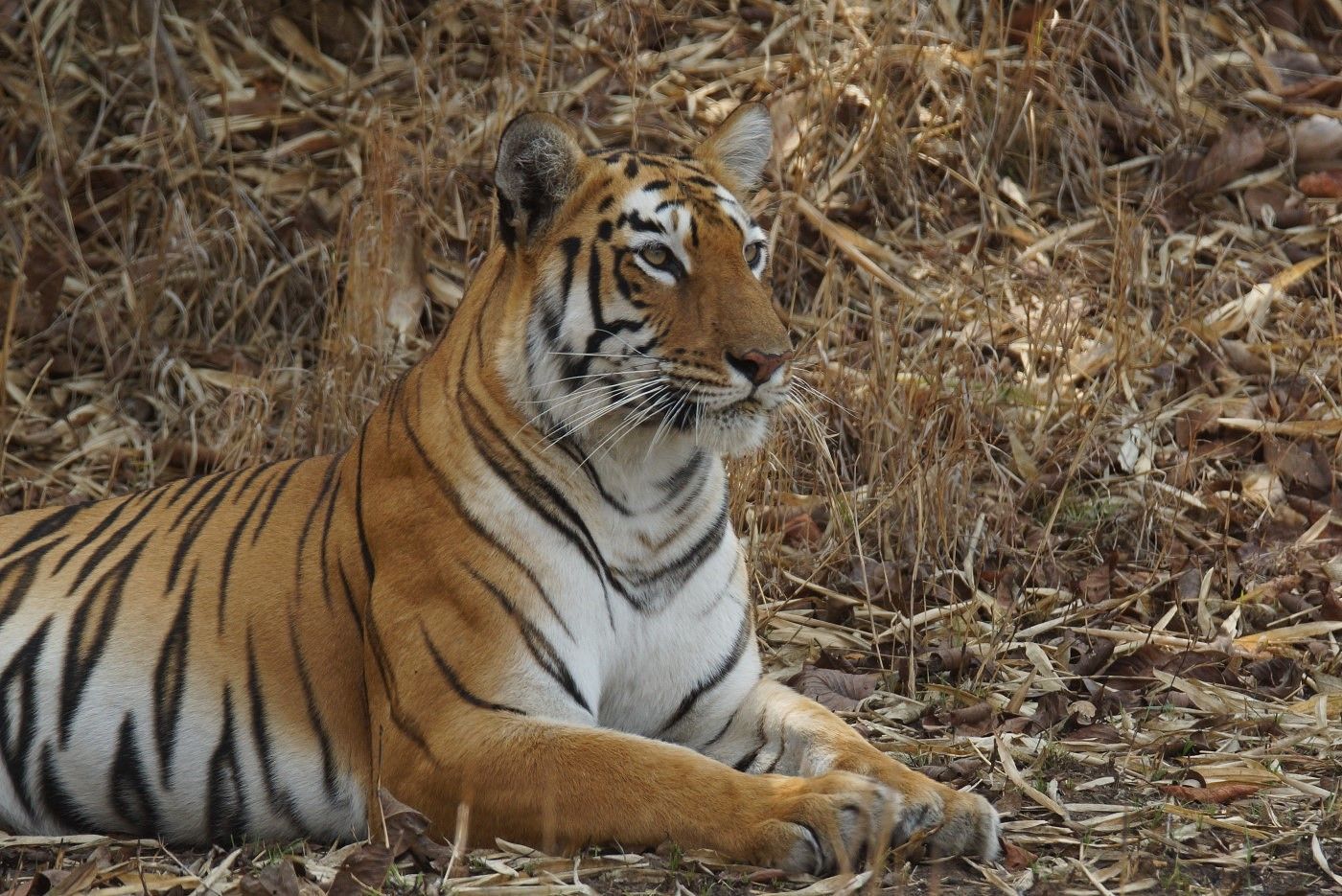 Een portret van een tijger in Tadoba. © Janco van Gelderen