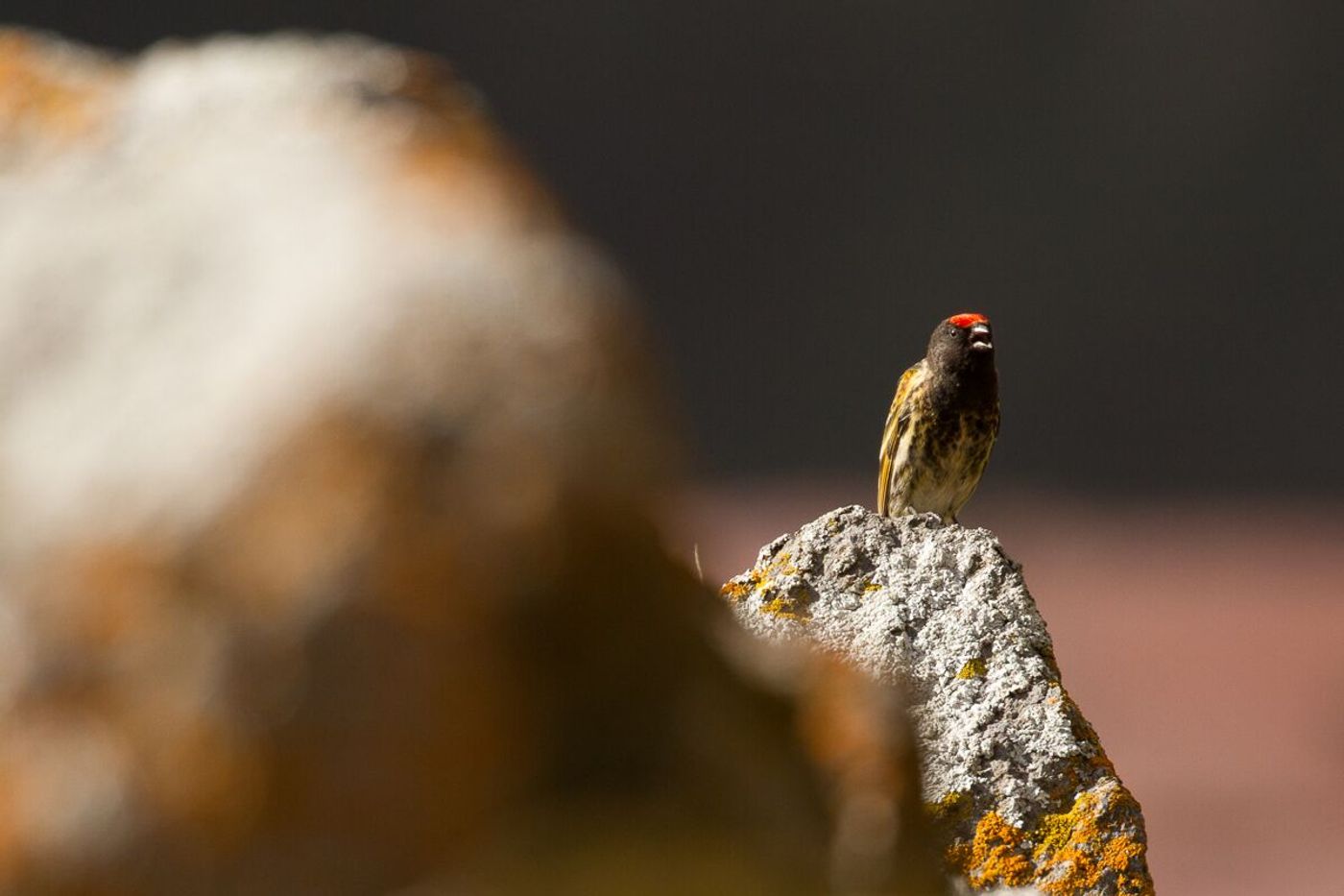 Serin à front rouge © Johannes Jansen