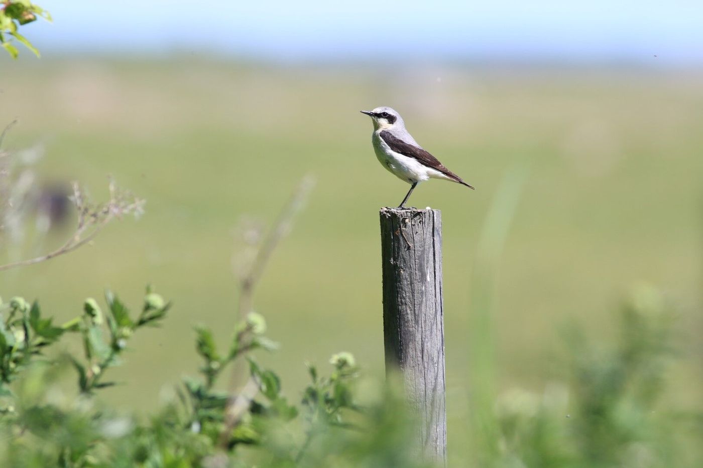 Traquet motteux dans son habitat © Robin Vermylen