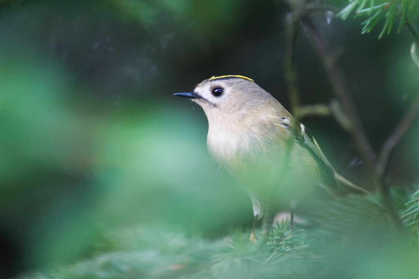 En règle générale les oiseaux sont peu farouches et se laissent observer de prè