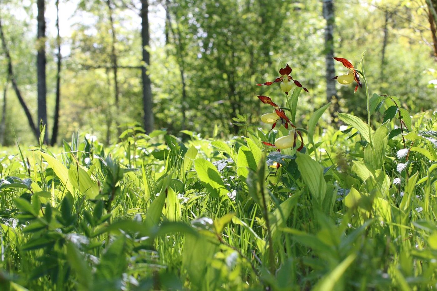 Sabot de Vénus dans son milieu © Robin Vermylen