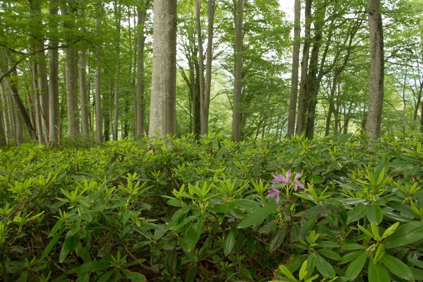 Rhododendron pontique © Johannes Jansen