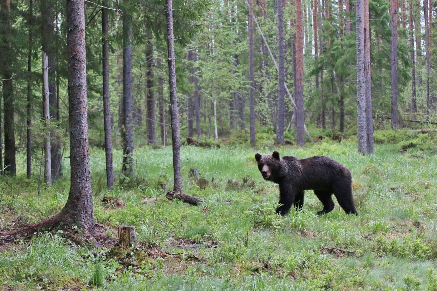 Ours brun devant l'affût © Robin Vermylen