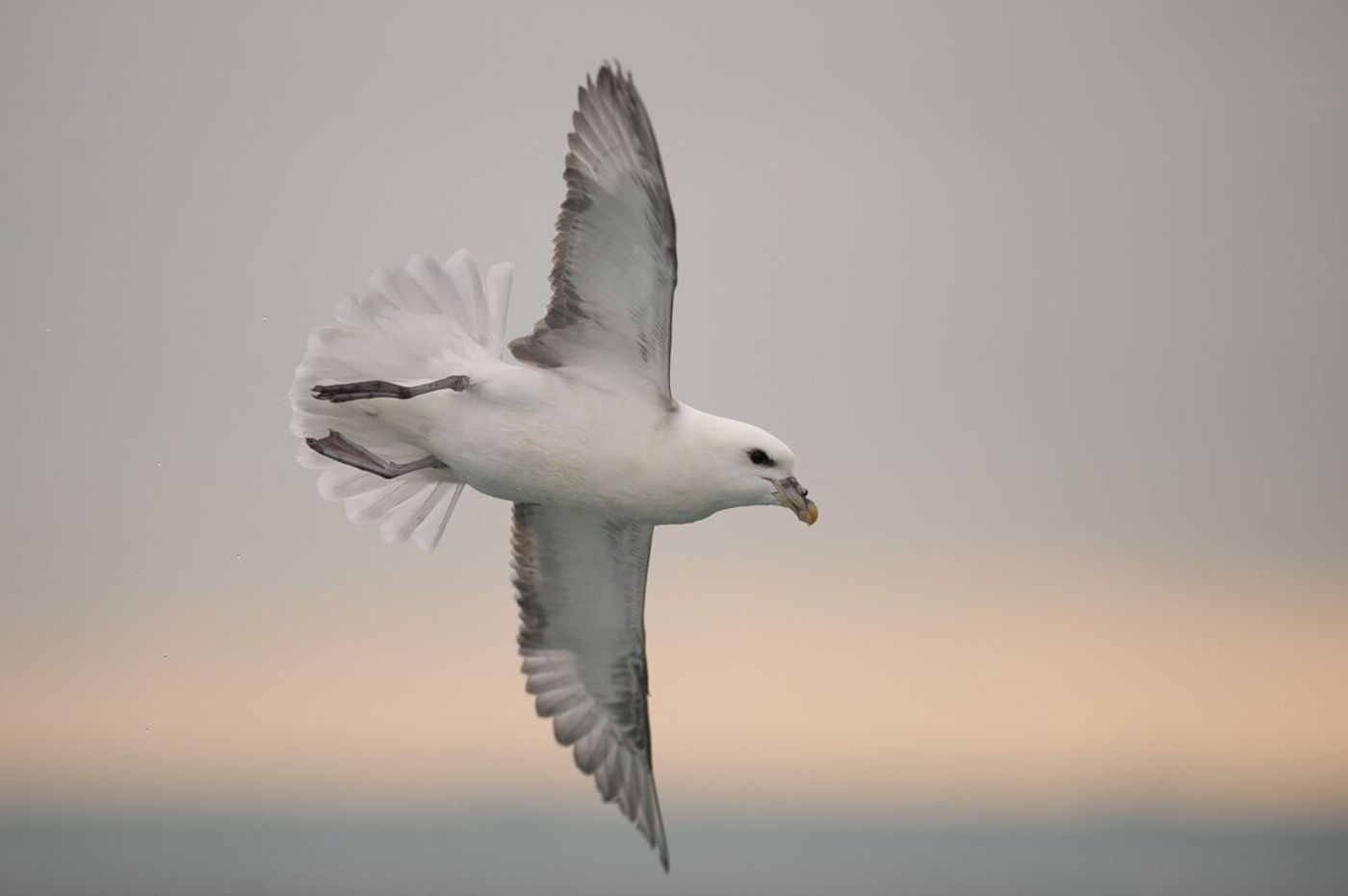 En été, le fulmar niche sur les parois rocheuses de Ouessant