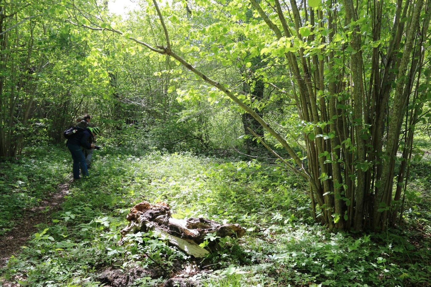 Forêt de noisetiers © Robin Vermylen