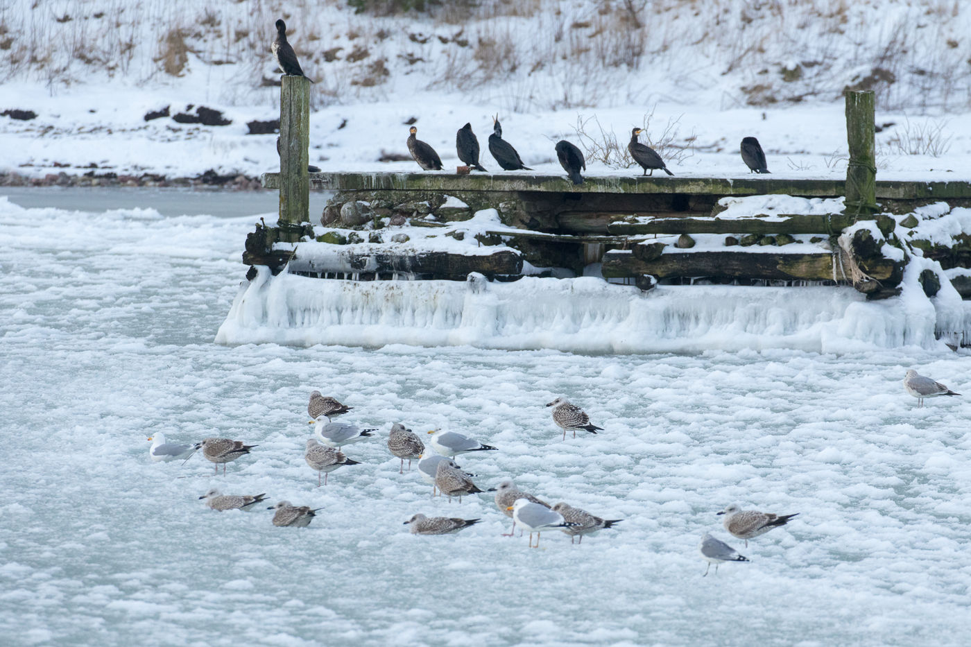 Een winters haventje met tal van zilvermeeuwen en aalscholvers. © Johannes Jansen