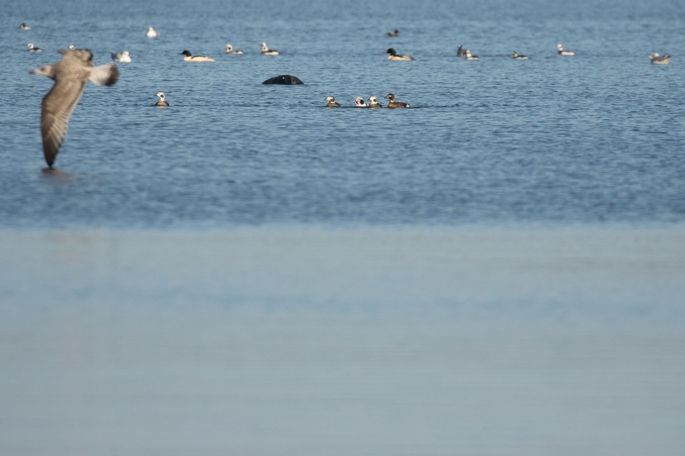 Diversiteit in de haven. © Johannes Jansen