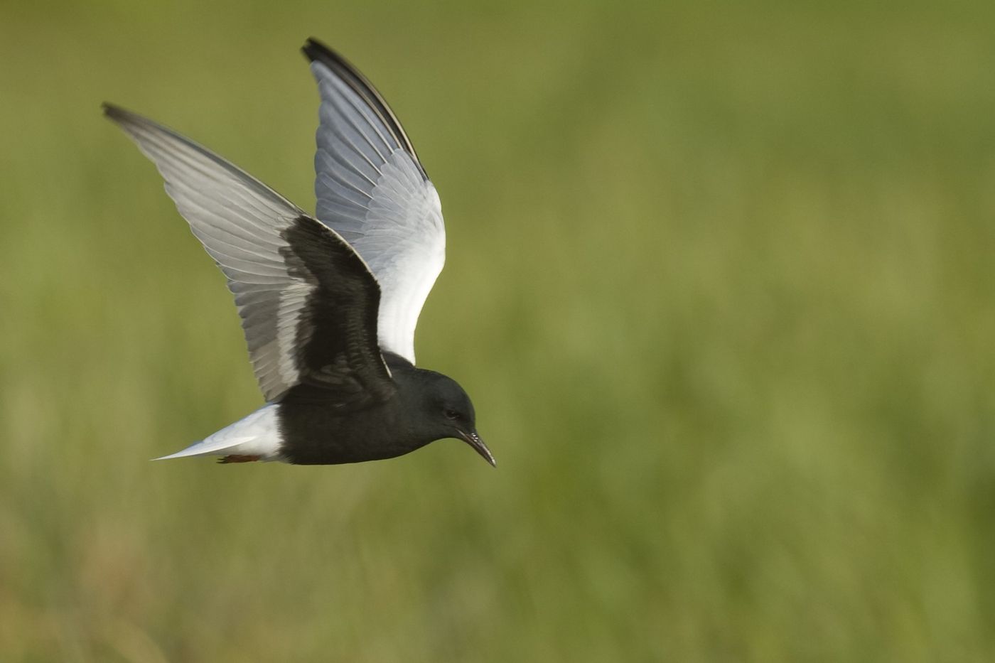 Witvleugelsterns hebben een invasief voorkomen, waarbij ze sommige jaren algemeen, sommige jaren schaars zijn. © Patrick Keirsebilck 