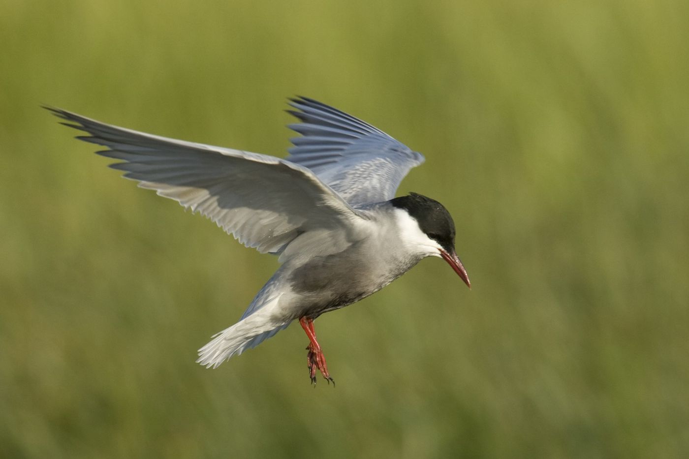 Une guifette moustac en quête de nourriture au-dessus des marais