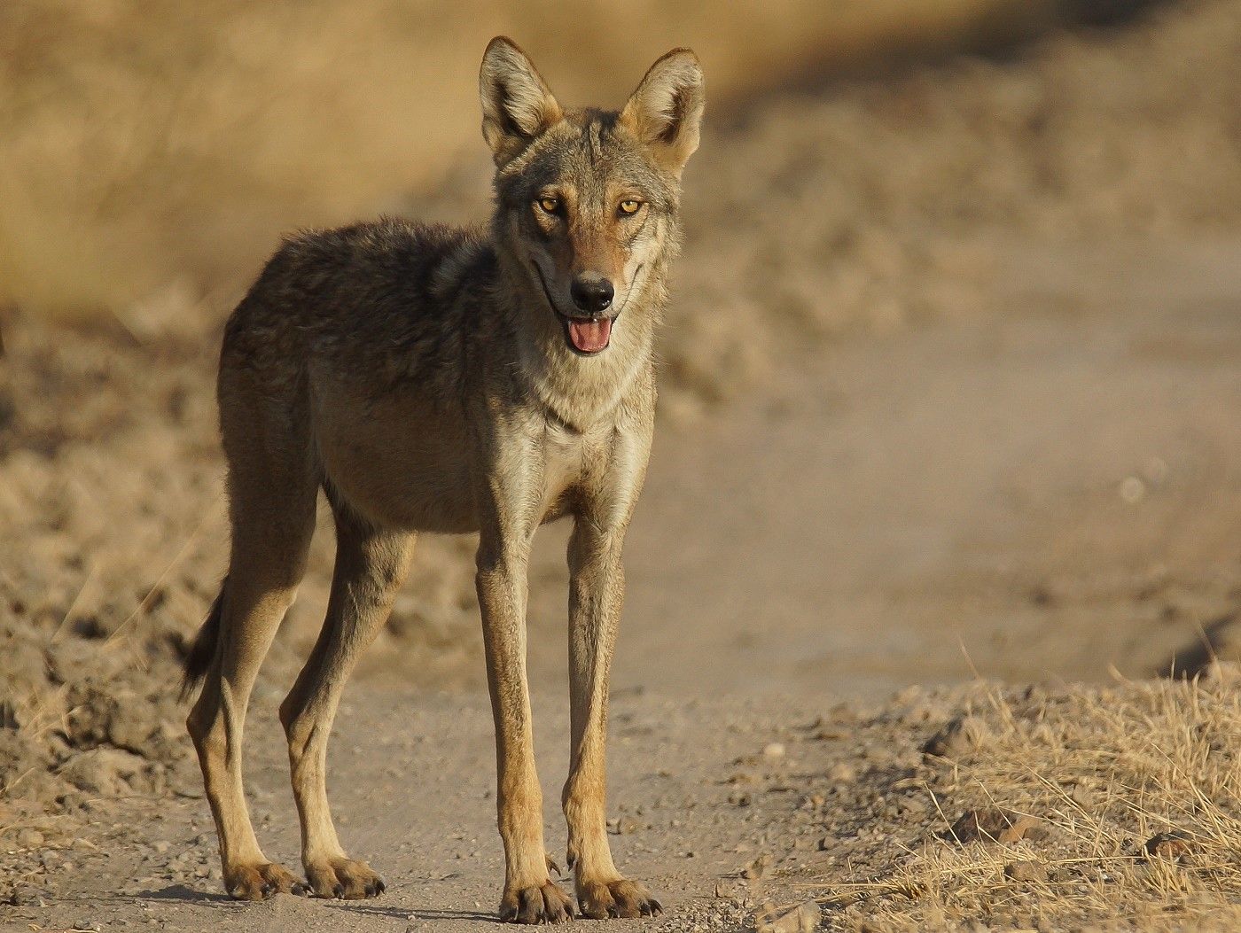 Een wolf kijkt ons aan vanop het pad. © Janco van Gelderen