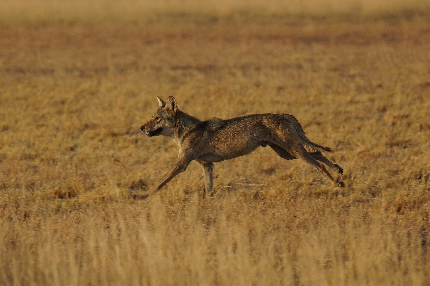 Een wolf tijdens volle sprint van een jachtsessie. © Janco van Gelderen