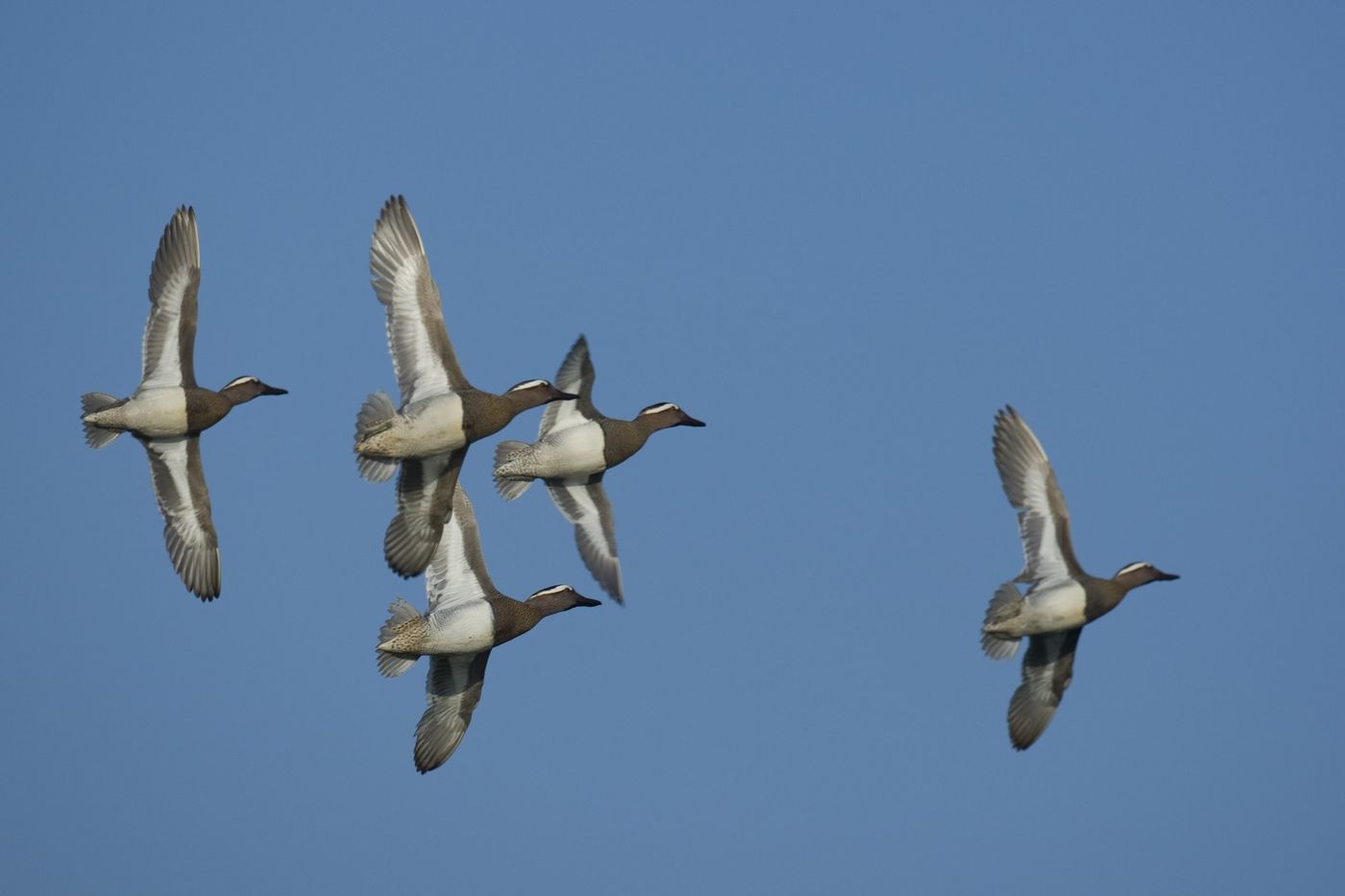 Een flock zomertalingen, een eendje dat jaarlijks de Sahara tweemaal oversteekt, een helse prestatie. © Patrick Keirsebilck 