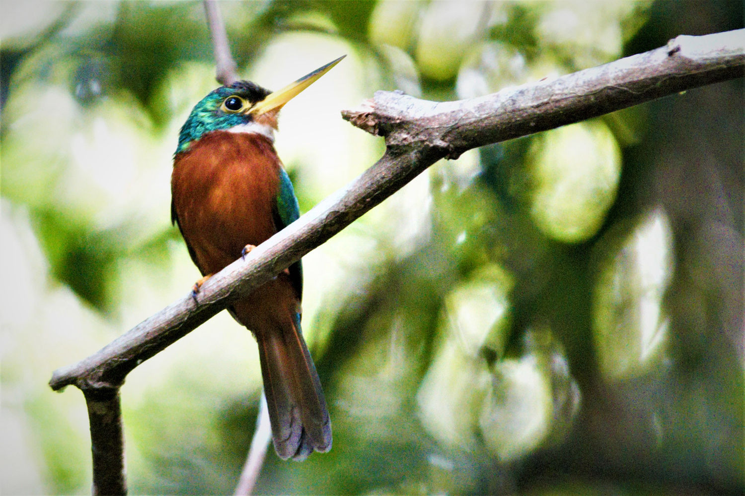Yellow-billed jacamar. © Fred Pansa
