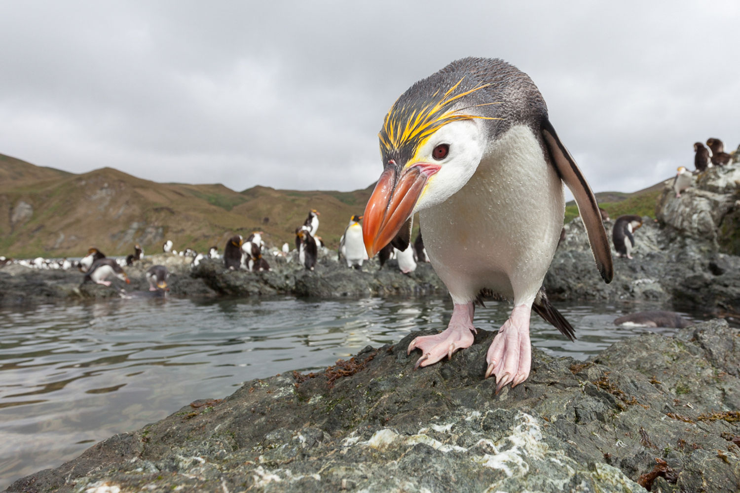 De royal penguin is één van de verschillende endemische soorten pinguïn die je op deze expeditiecruise ontmoet. Voor de royal penguin moet je echt helemaal naar Macquarie Island afzakken! © S. Blanc / Heritage Expeditions