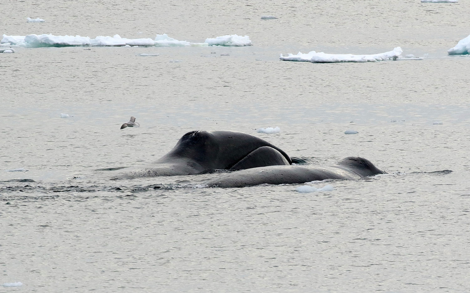 Rencontre avec les baleines boréales. © Wim Duran