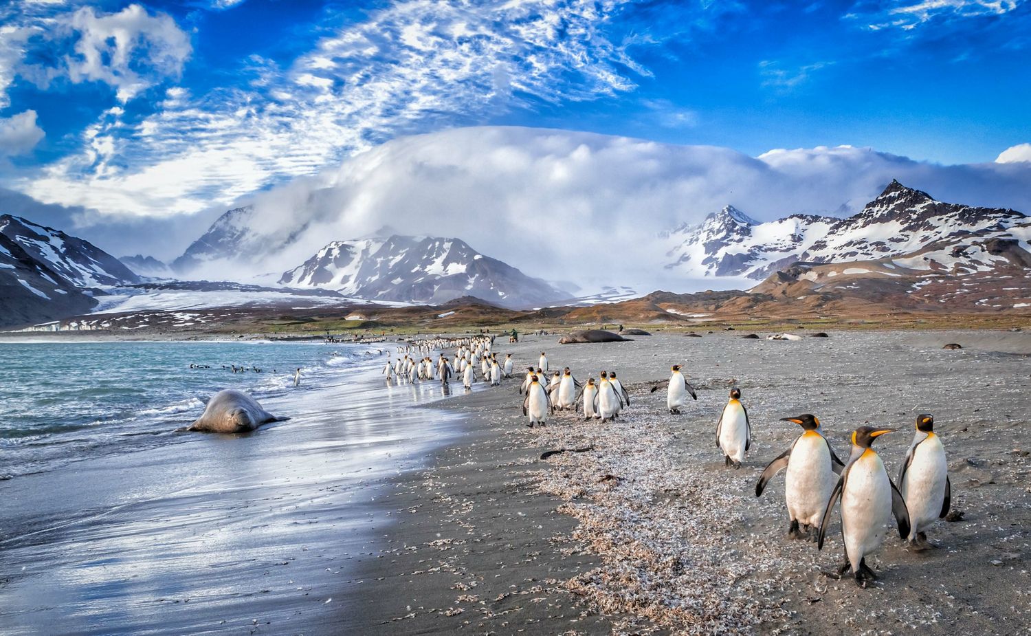 King penguins © STARLING