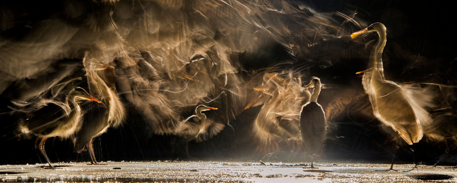 © Bence Maté/STARLING reizen