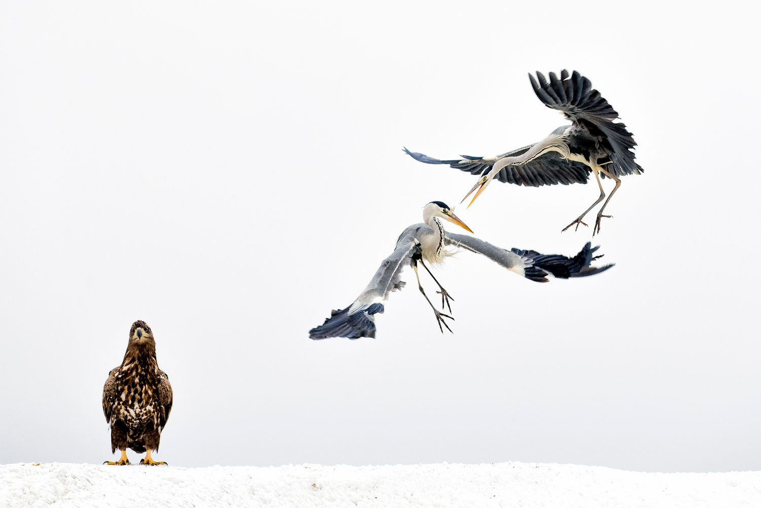 Blauwe reigers en een onvolwassen zeearend