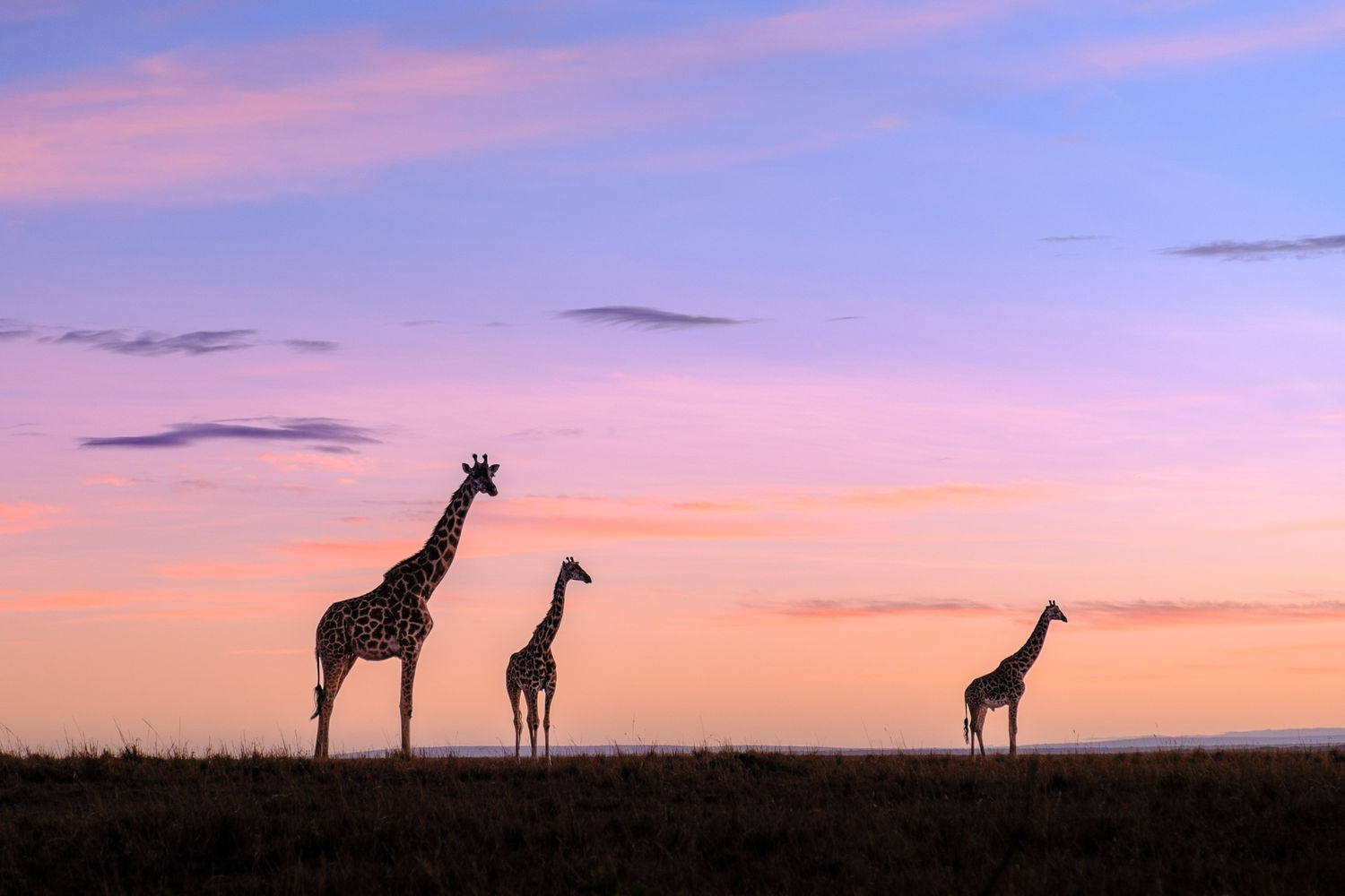 Silhouetten van giraffen tegen de opkomende zon. © Jeffrey Van Daele